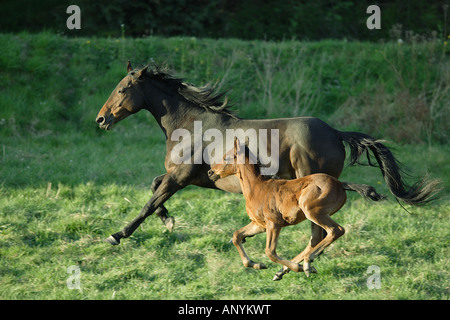 Cheval Arabe Anglo avec poulain on meadow Banque D'Images