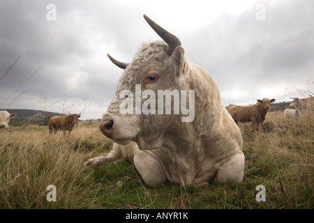 Un taureau Charolais (Bos taurus domesticus), en Auvergne (France).Taureau (Bos taurus domesticus) de race Charolaise, en Auvergne. Banque D'Images