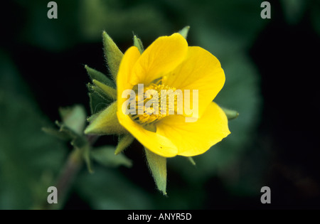 Close-up of Cinquefoil Potentilla fleurs en Patrimoine Mondial de l'UNESCO Parc national de Pirin Bulgarie Banque D'Images