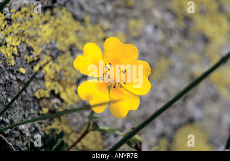 Close-up of Cinquefoil Potentilla fleur en parc national de Pirin Bulgarie Banque D'Images