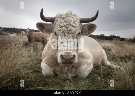 Un taureau Charolais (Bos taurus domesticus), en Auvergne (France).Taureau (Bos taurus domesticus) de race Charolaise, en Auvergne. Banque D'Images
