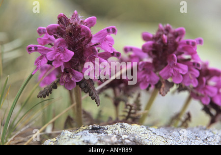 Close-up of Whorled Lousewort Pedicularis verticillata fleurs dans Parc national de Pirin Bulgarie Banque D'Images