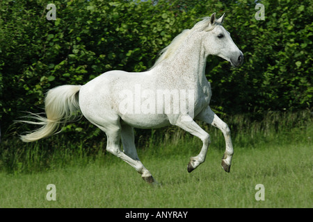 Cheval Arabe - le galop on meadow Banque D'Images