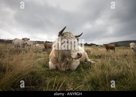 Un taureau Charolais (Bos taurus domesticus), en Auvergne (France).Taureau (Bos taurus domesticus) de race Charolaise, en Auvergne. Banque D'Images
