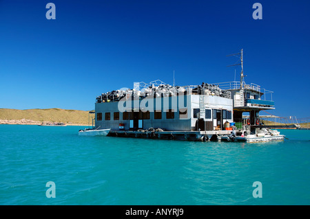 Perle flottante travailleur agricole hébergement près de l'Île, Îles Montebello Alpha, Pilbara, Australie occidentale Banque D'Images