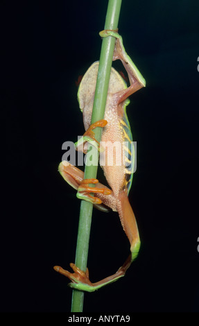 Red eyed Tree Frog Frog (agalychnis callidryas) Plante grimpante BELIZE Banque D'Images