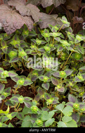 Lysimachia congestiflora 'Tapis persan' (Tapis persan Lysimaque nummulaire) feuilles d'ornement. Bonne image de fond. Banque D'Images