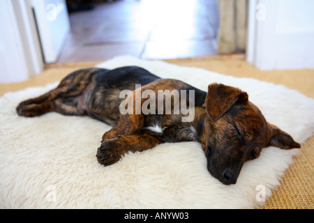 Noir et feu Jack Russell Terrier chiots pedigree de dormir dans son lit l'Angleterre Royaume-Uni Banque D'Images