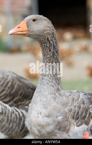 Oie de Toulouse Gascogne France free range les oiseaux peuvent être à risque si la grippe aviaire Virus de la grippe aviaire se propage Banque D'Images