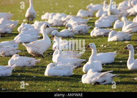 Ferme oies France free range les oiseaux peuvent être à risque si la grippe aviaire Virus de la grippe aviaire se propage Banque D'Images