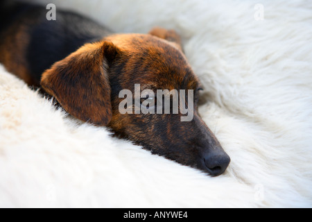 Noir et feu Jack Russell Terrier chiots Pedigree couché dans son lit l'Angleterre Royaume-Uni Banque D'Images