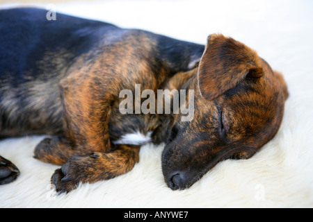 Noir et feu Jack Russell Terrier chiots pedigree de dormir dans son lit l'Angleterre Royaume-Uni Banque D'Images