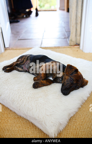 Noir et feu Jack Russell Terrier chiots pedigree de dormir dans son lit l'Angleterre Royaume-Uni Banque D'Images