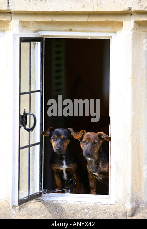 Noir et feu chiots Jack Russell Terrier assis à une fenêtre Angleterre Royaume-Uni Banque D'Images