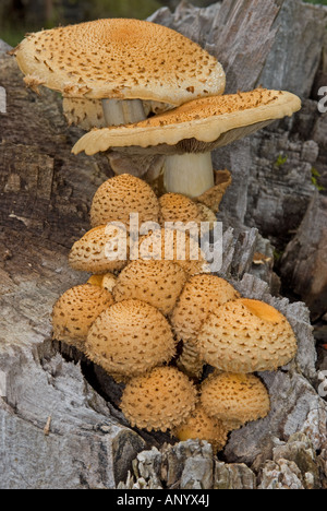 Shaggy Pholiota squarrosa (Pholiota), Groupe sur souche d'arbre Banque D'Images