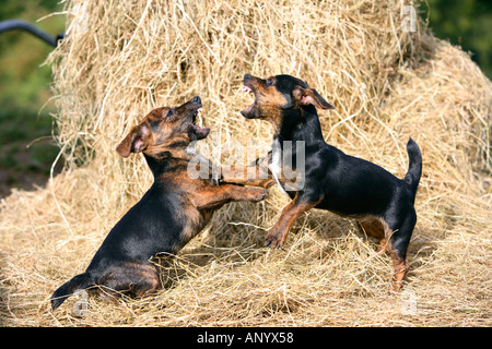 Noir et feu chiots Jack Russell combats sur un lit de foin Angleterre Royaume-Uni Banque D'Images