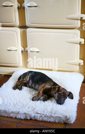 Noir et feu Jack Russell Terrier chiots Pedigree étendu sur son lit par un Aga cooker Angleterre Royaume-Uni Banque D'Images