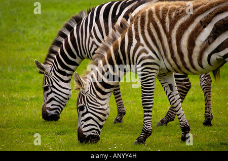 Zebra Cork Fota Wildlife Park Banque D'Images