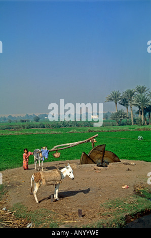 Pyramide de Sakkarah Egypte système d'irrigation de l'eau Banque D'Images