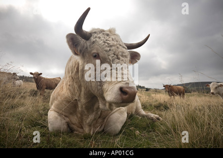 Un taureau Charolais (Bos taurus domesticus), en Auvergne (France).Taureau (Bos taurus domesticus) de race Charolaise, en Auvergne. Banque D'Images