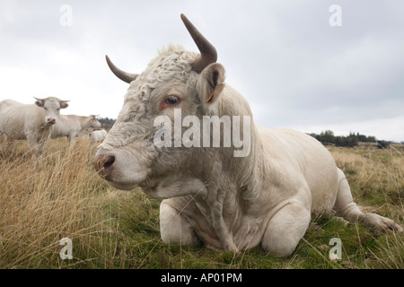 Un taureau Charolais (Bos taurus domesticus), en Auvergne (France).Taureau (Bos taurus domesticus) de race Charolaise, en Auvergne. Banque D'Images