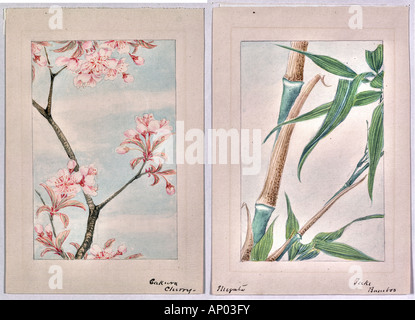 Affiche d'art sur la gauche les fleurs de cerisier Sakura Japon Kyoto et sur le droit d'un bambou japonais Banque D'Images