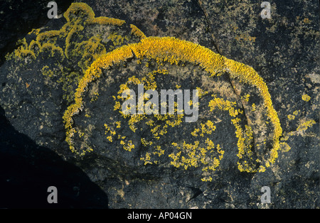 Xanthoria parietina lichen marin jaune sur un rocher sur la côte ouest de l'Ecosse Banque D'Images