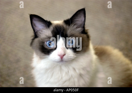 Ragdoll race de chat de spectacle avec les yeux bleus et qui est appelé Bell et un gagnant national dans la présentation des chats et un animal de compagnie pour les enfants et la reproduction Banque D'Images