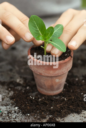 Petite plante en pot Banque D'Images