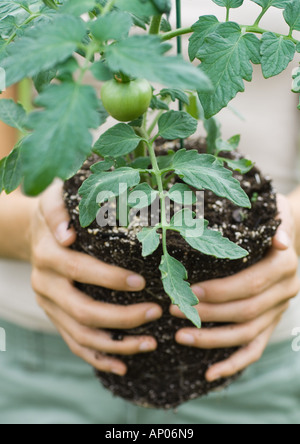 Plant de tomate Banque D'Images