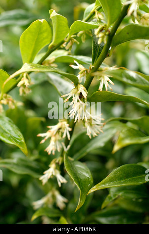 SARCOCOCCA CONFUSA LA BOÎTE DE NOËL EN JANVIER floraison Banque D'Images