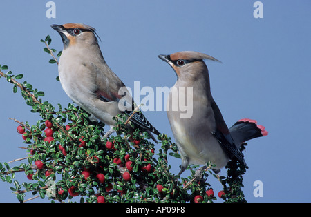 Jaseur boréal Bombycilla japonais (japonica ) Banque D'Images