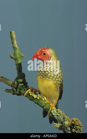Star Finch (Neochmia ruficauda). Red-tailed Finch, Red-faced Finch, Bruant à queue rouge, Grassfinch Grassfinch. Binsenastrild Banque D'Images