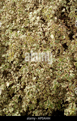 PITTOSPORUM TENUIFOLIUM MAGIC SILVER Banque D'Images