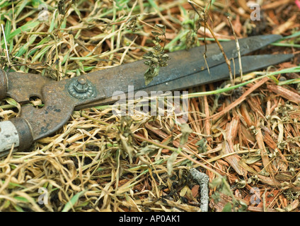 Sécateur lying on grass Banque D'Images