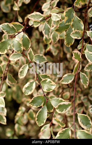 PITTOSPORUM TENUIFOLIUM MAGIC SILVER Banque D'Images