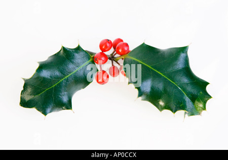 Un petit bouquet de feuilles de houx et baies rouges sur fond blanc Banque D'Images