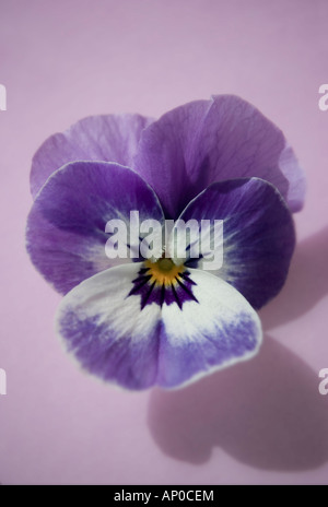 Une seule pensée mauve Viola fleur sur fond rose Banque D'Images