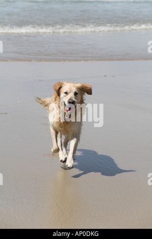 Golden Retriever exécutant à partir de la mer vers la caméra Banque D'Images