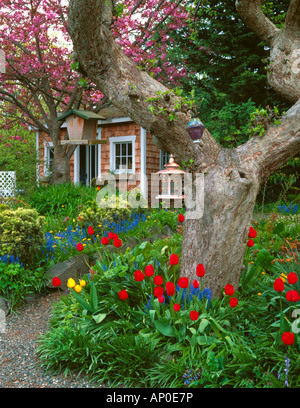 WA Vashon Island un sentier de gravier mène à une petite remise dans un jardin de printemps en fleurs de cerisiers et de jacinthes tulipes Banque D'Images