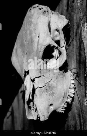 Il s'agit d'une photo d'un crâne de vache qui était accroché sur le côté d'une ancienne grange. Banque D'Images