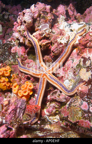 Seastar bleu corail tube et hawkfish parmi les balanes Costa Rica Île Cocos Banque D'Images