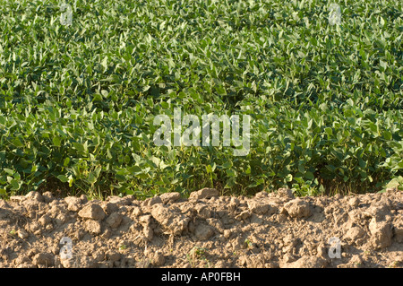 La récolte de soja agricoles sur les terres agricoles dans la région de Walnut Ridge sur la plaine alluviale du Mississippi Région de l'Arkansas Banque D'Images