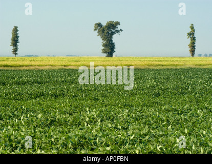 La récolte de soja agricoles sur les terres agricoles dans la région de Walnut Ridge sur la plaine alluviale du Mississippi Région de l'Arkansas Banque D'Images