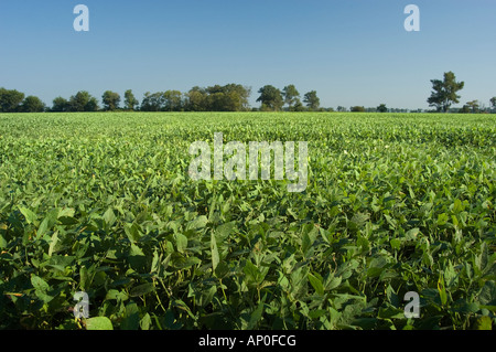 La récolte de soja agricoles sur les terres agricoles dans la région de Walnut Ridge sur la plaine alluviale du Mississippi Région de l'Arkansas Banque D'Images