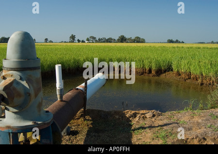 La récolte de riz de l'agriculture sur les terres agricoles dans la région de Walnut Ridge sur la plaine alluviale du Mississippi Région de l'Arkansas Banque D'Images