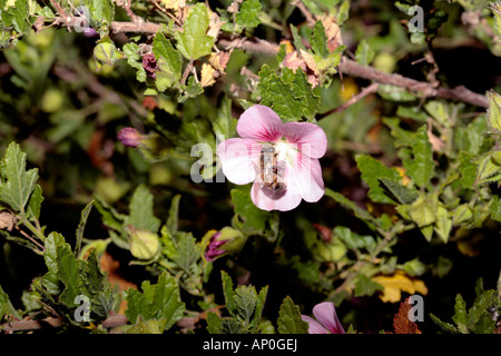 Abeille sur l'Afrique, Le Cap , Hairy ou False Mallow/ Hibiscus Nain/Sandrose -Apis mellifera sur Anisodontea scabrosa-Malvaceae Banque D'Images