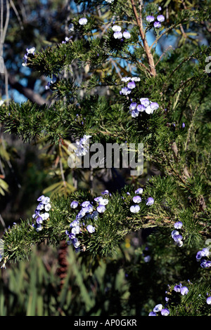 Bush fontaine/Bleu/ scurfpea-balai Psoralea pinnata-famille Leguminosea Banque D'Images
