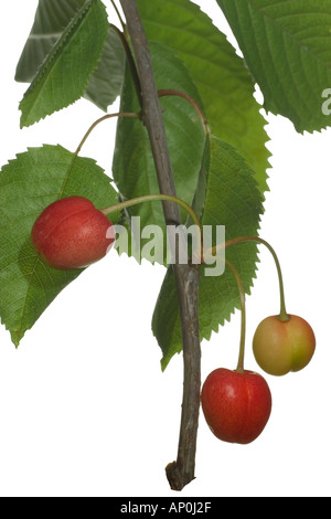 Cerise sauvage. Les feuilles de fruits d'été en Angleterre Surrey Banque D'Images