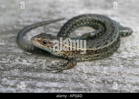 Lézard commun Lacerta vivipara sur la promenade Banque D'Images